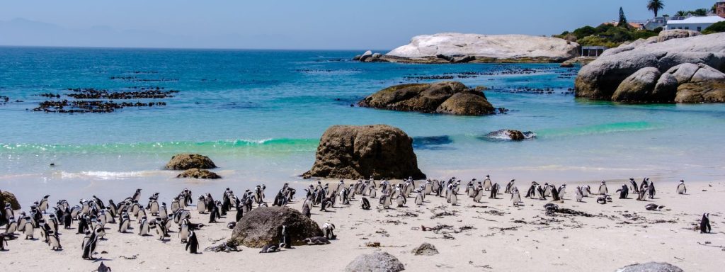 Day Ten: Cape Peninsula Day Ten: Cape Peninsula