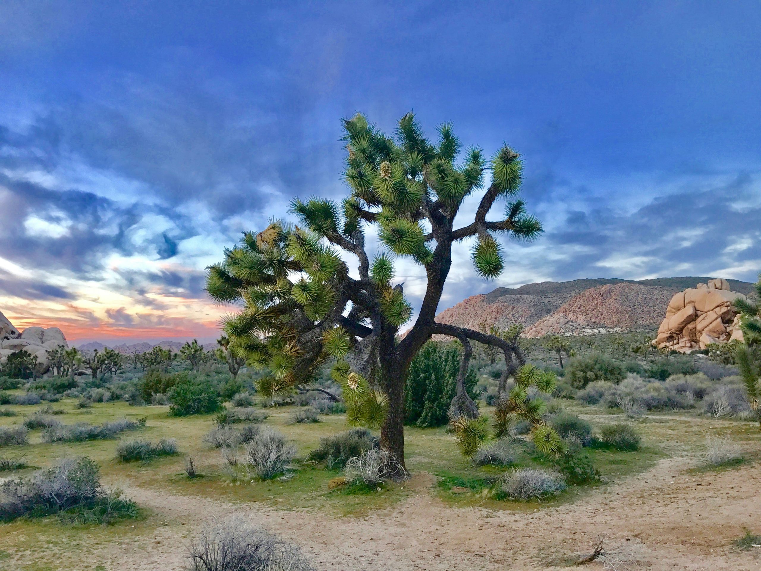 Joshua Tree National Park Joshua Tree National Park