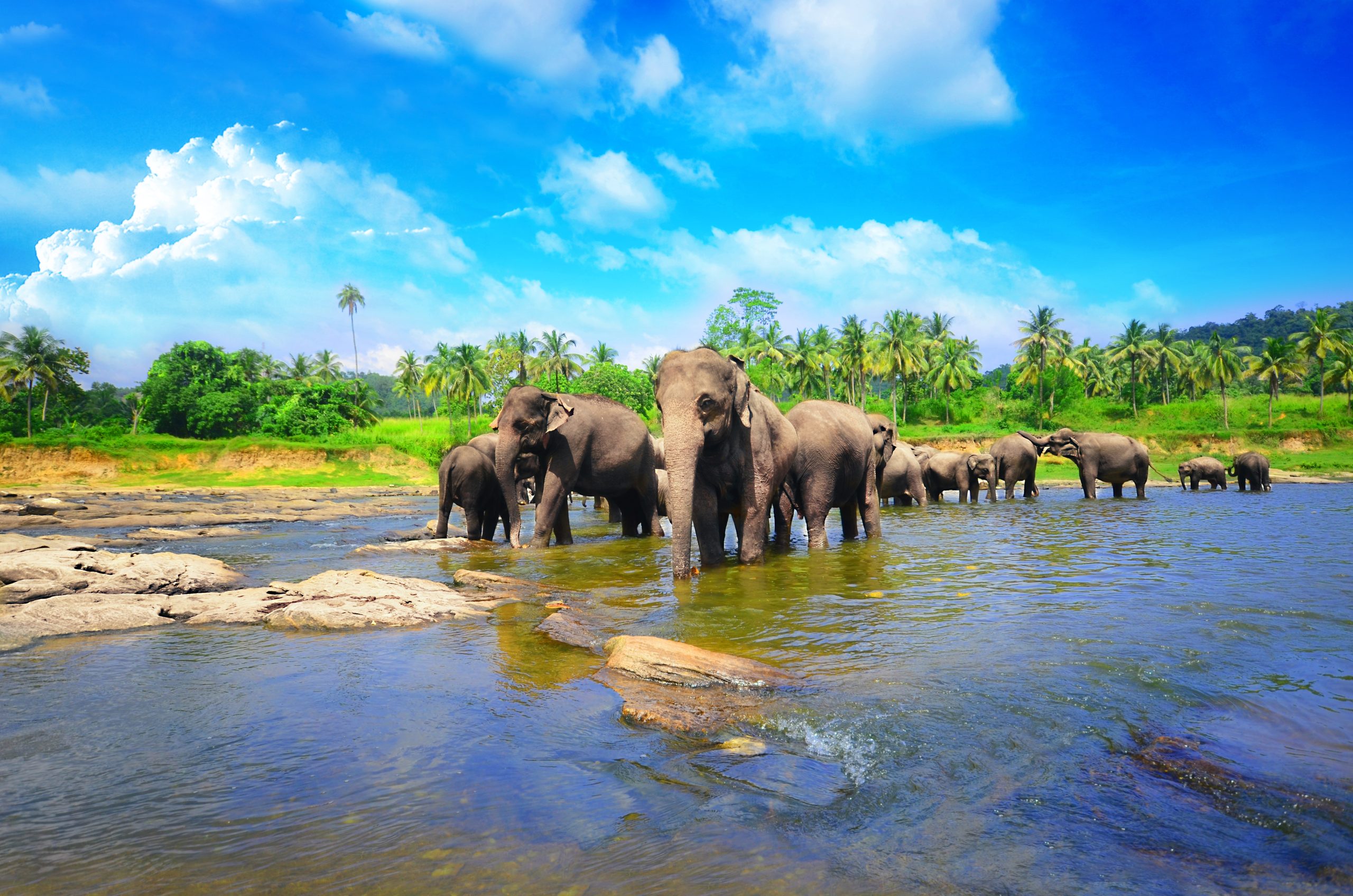 Diverse Wildlife Diverse Wildlife