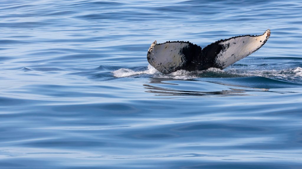 Day Five: Whale Watching & Robberg Nature Reserve Day Five: Whale Watching & Robberg Nature Reserve