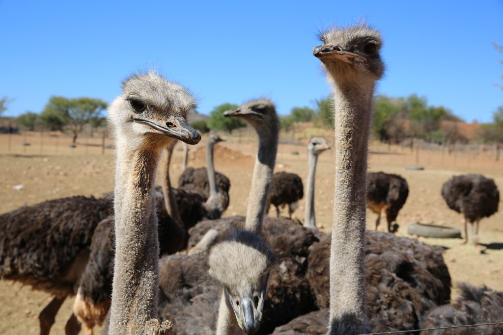 Day Six: Oudtshoorn Ostrich Farm Day Six: Oudtshoorn Ostrich Farm