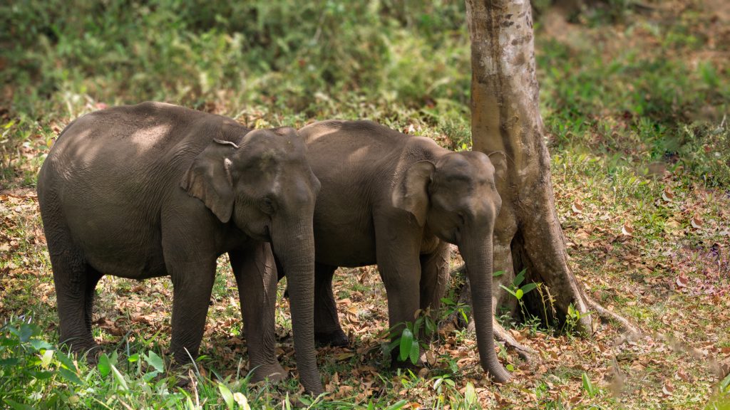 Day Five: Thekkady – Gateway to the Wild Day Five: Thekkady – Gateway to the Wild
