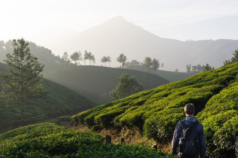 Tea Plantation Trek Tea Plantation Trek