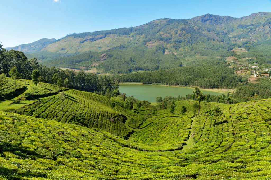 Day Three: Letchmi Hills Tea Plantation Trek Day Three: Letchmi Hills Tea Plantation Trek