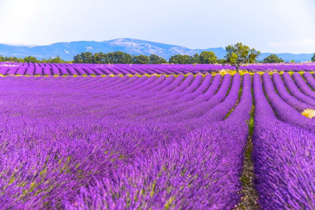 Day Eight: Provence (Marseille), France 7AM-6PM Day Eight: Provence (Marseille), France 7AM-6PM