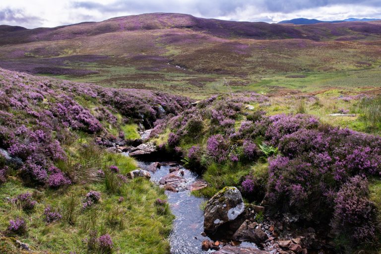 Wild Scotland Wild Scotland