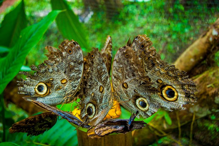 Day Three: Mindo Cloud Forest Day Three: Mindo Cloud Forest