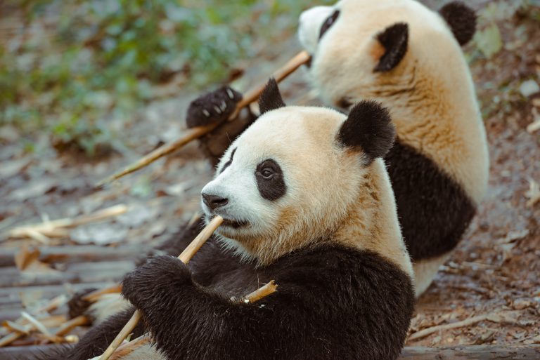 Day Four: A day with Pandas & local life Day Four: A day with Pandas & local life