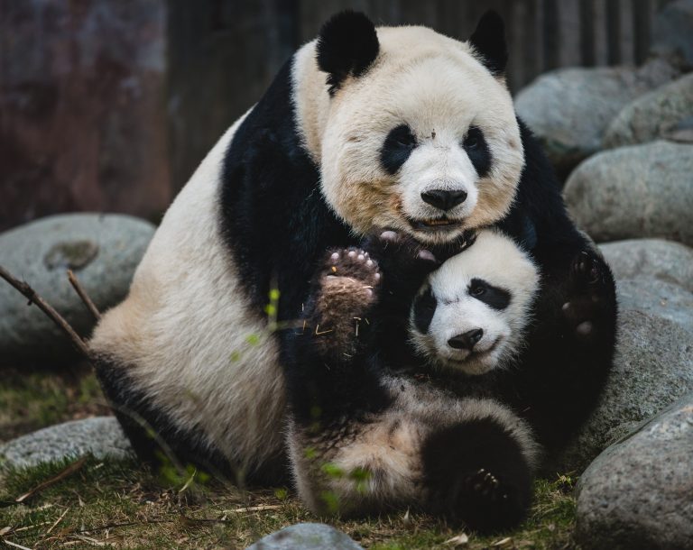 Chengdu Panda Centre Chengdu Panda Centre