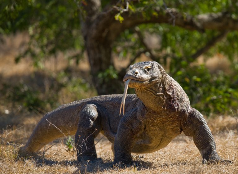 Komodo National Park Komodo National Park