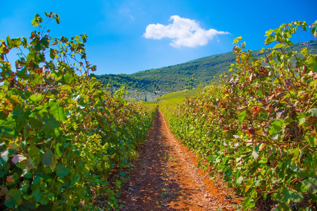 Day Four: Mycenae & Nemea Wine Tasting Day Four: Mycenae & Nemea Wine Tasting
