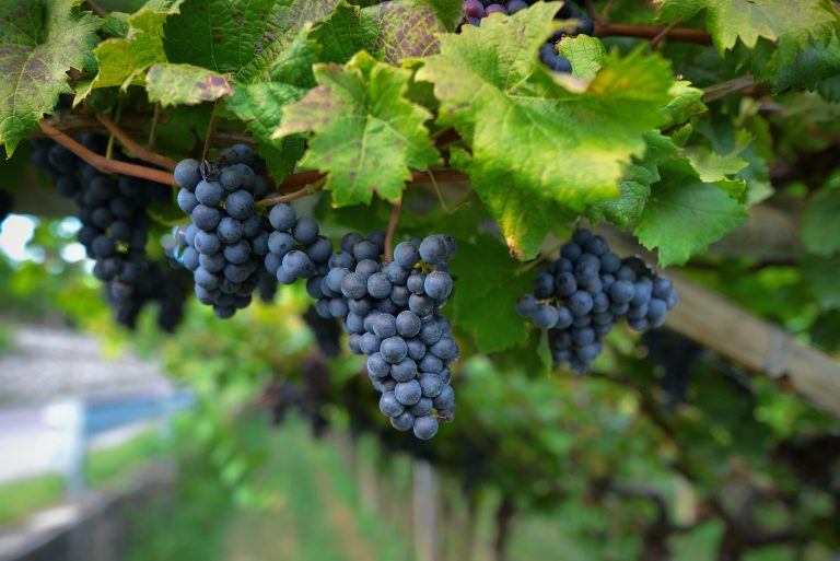 Explore Wine Regions Explore Wine Regions