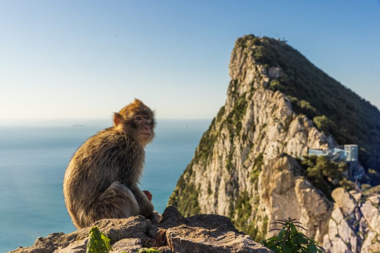 Discover Gibraltar Discover Gibraltar