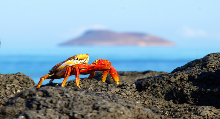 How to visit the Galapagos as a solo traveler