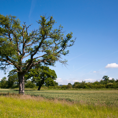 Countryside