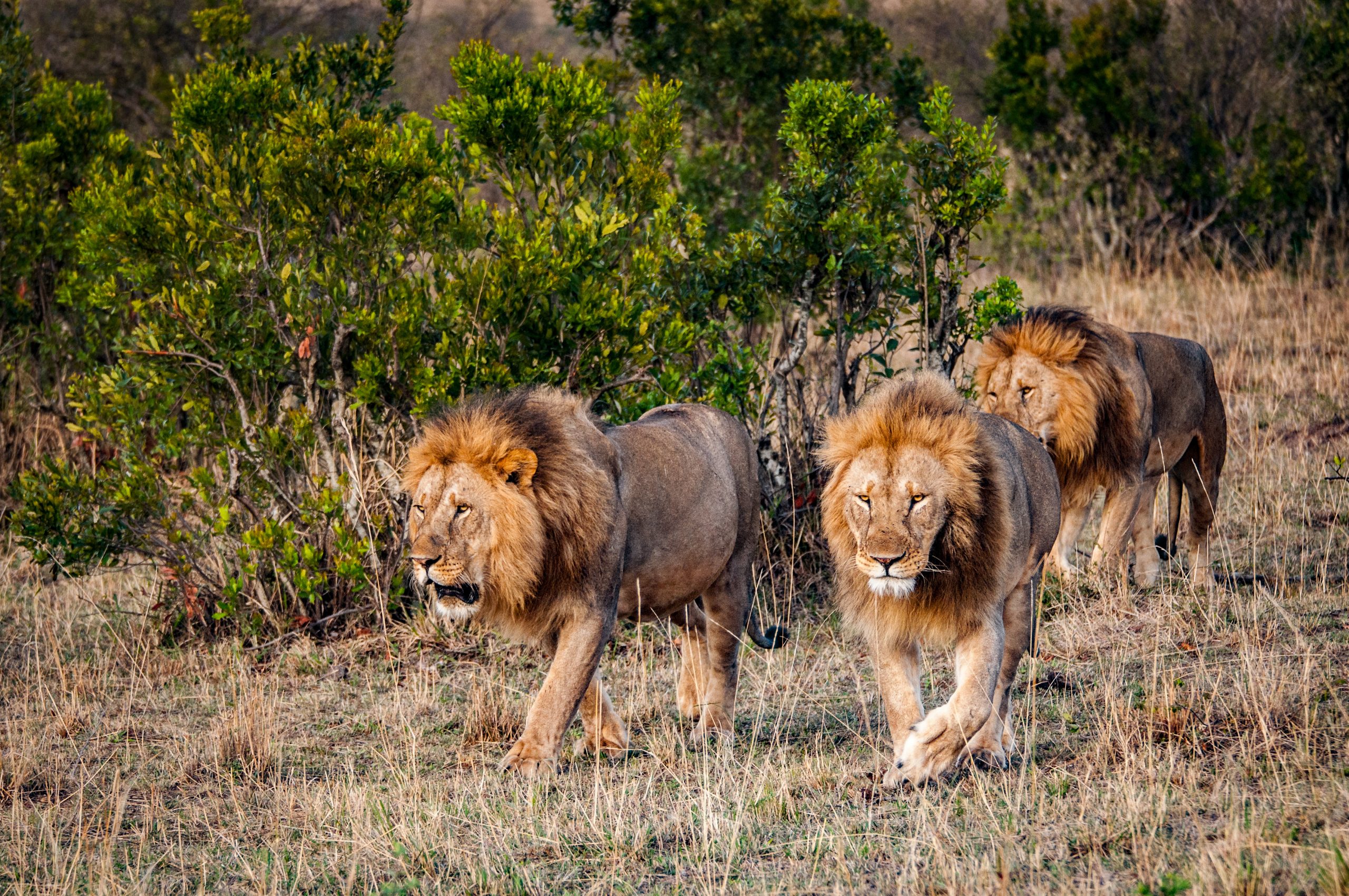 Masai Mara