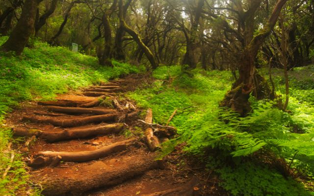 Garajonay National Park