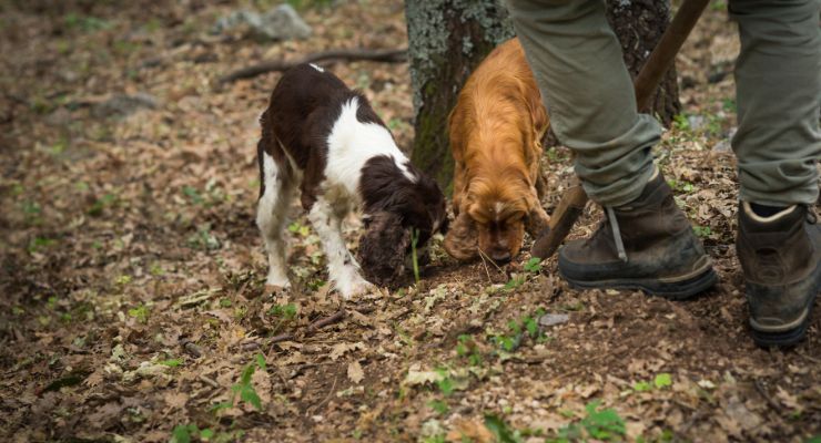 Day Four: Umbrian Woodland - Truffle Hunting