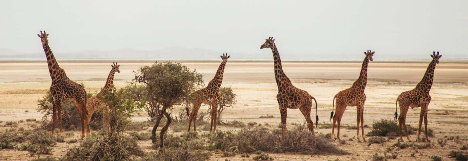 Kenya Safari Adventure & Beach