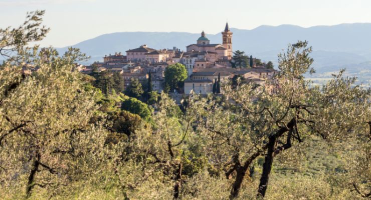 Day Seven: Walking through Olive Groves 