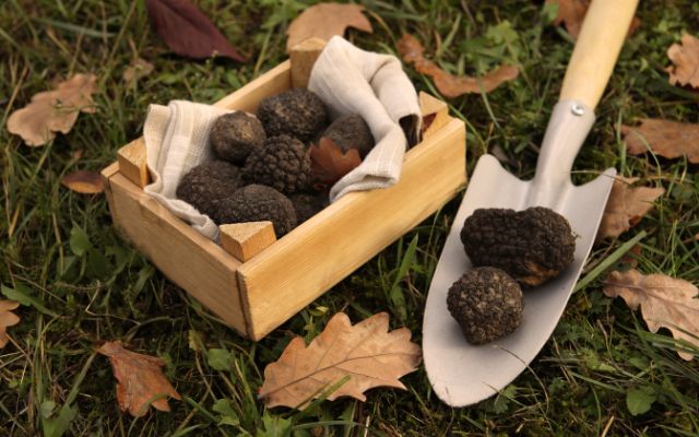 Truffle Hunting