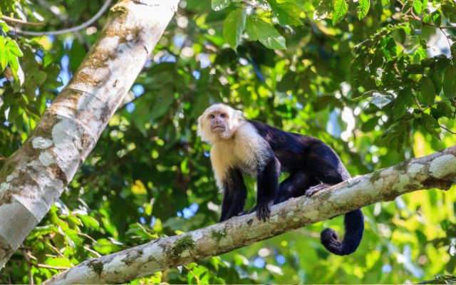 Tortuguero National Park