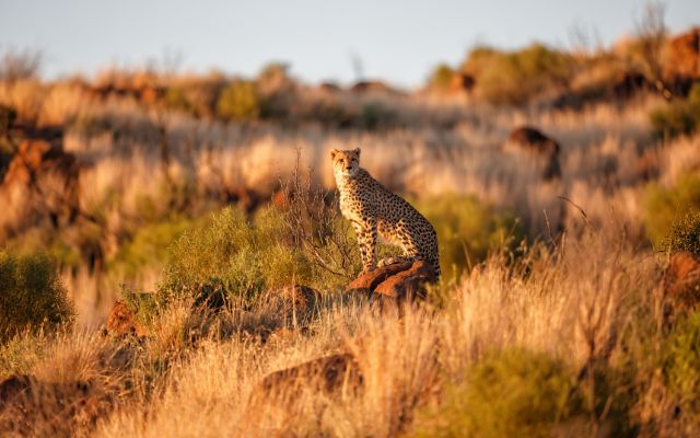 Spot the 'Big Five'