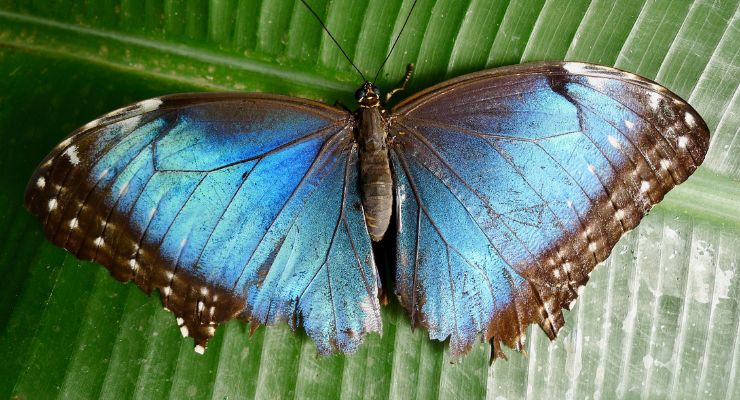 Day Eight: Hike through the Monteverde Cloud Forest