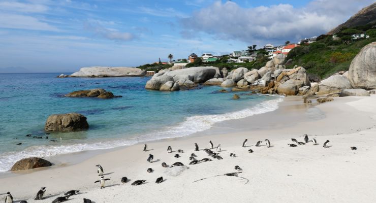 Day Seven: Cape Peninsula Discovery Tour