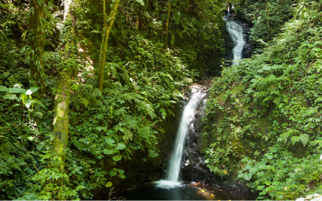 Monteverde Cloud Forest