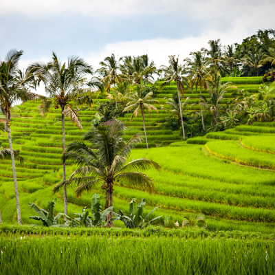 Ubud's Rice Paddies