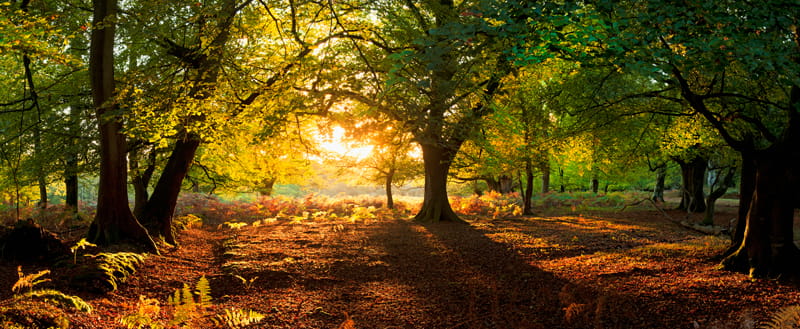 Sun shining through the trees in the New Forest in the UK