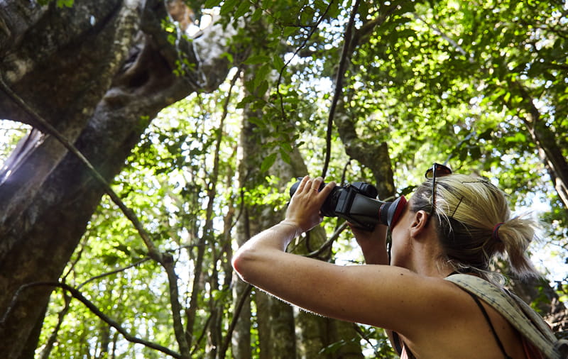 Looking for wildlife in Costa Rica