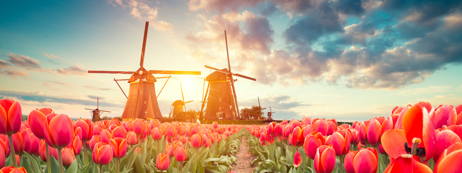 The Netherlands Solo Tours & Holidays