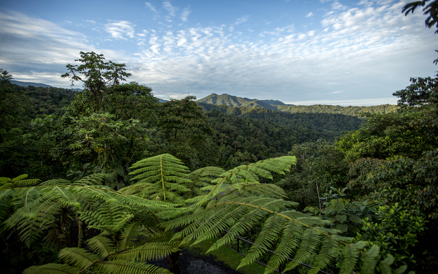 Mindo Cloud Forest