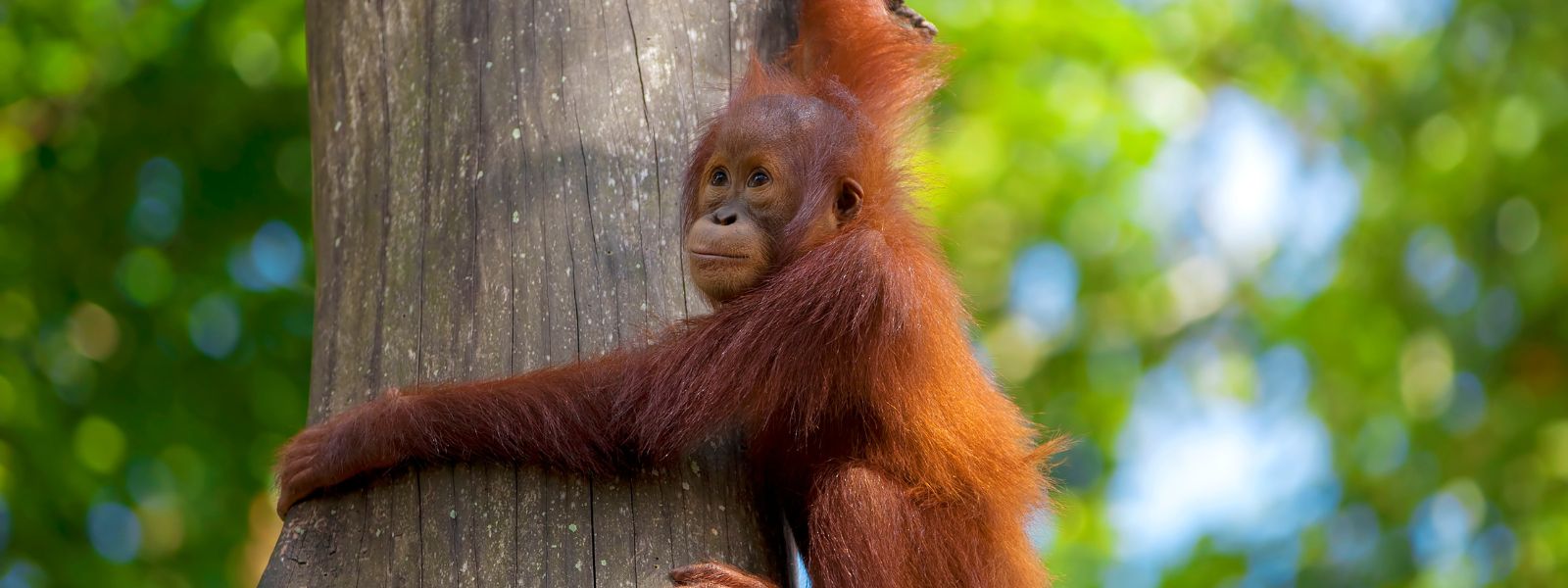 Malaysia and Borneo