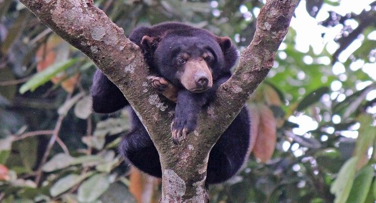 Day Nine: Orangutan Centre & Sun Bear Conservation