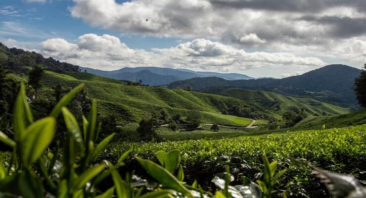 Day Five: The Cameron Highlands 