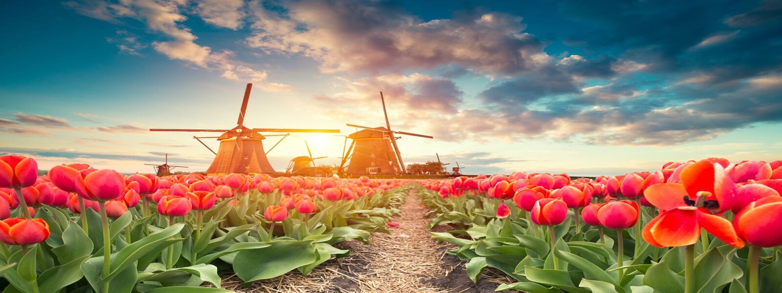 Amsterdam and the bulb fields of Keukenhof