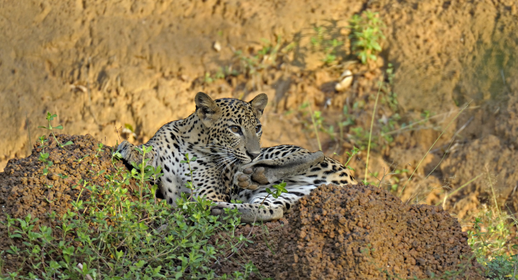 Day Nine: Yala National Park