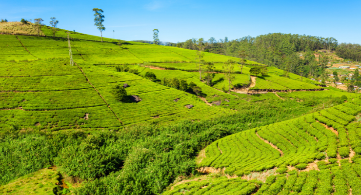 Day Six: Nuwara Eliya