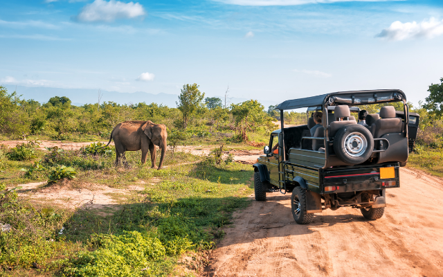 Yala & Minneriya NP