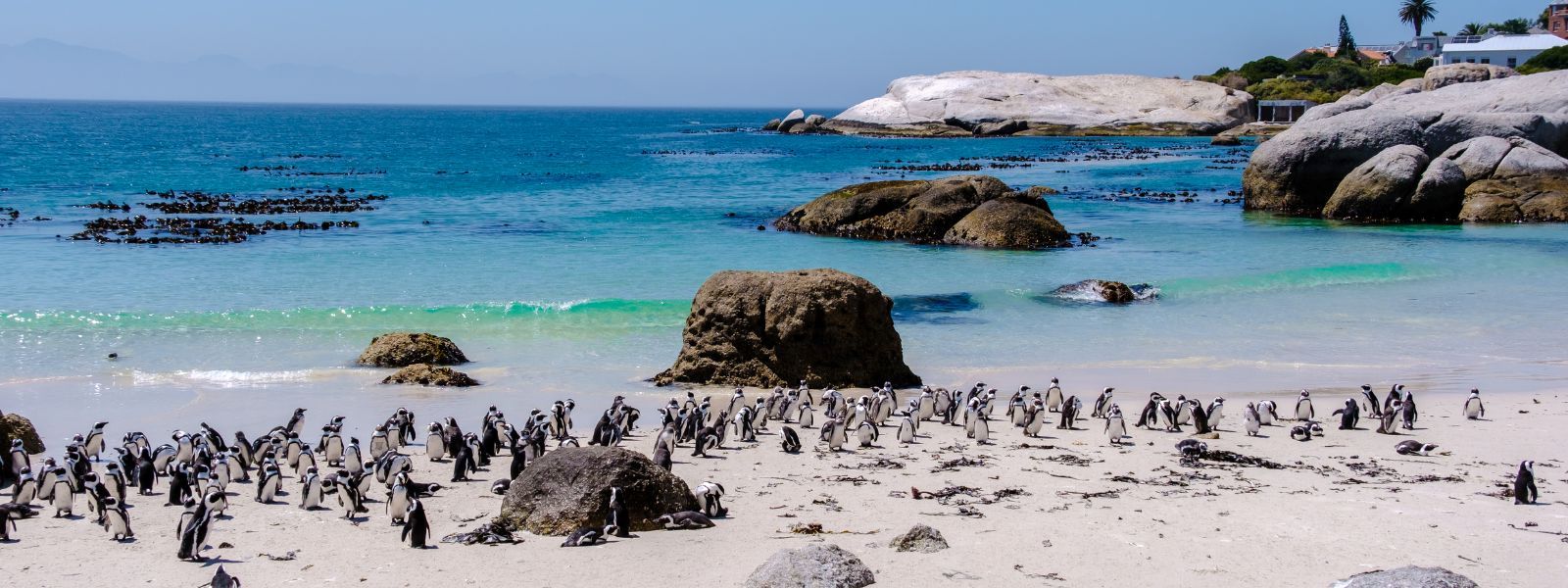 Penguins waddling on Boulders Beach in Cape town, South Africa.