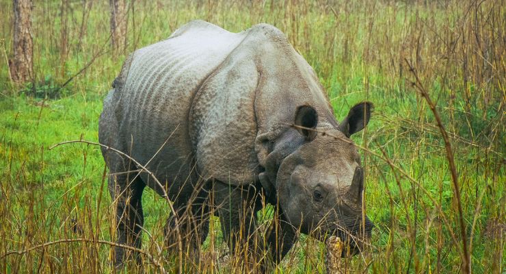 Day Eight: Wildlife spotting at Chitwan National Park