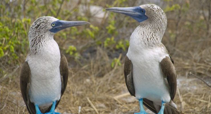 Day Nine: Wildlife Spotting on our Española Island Hiking Trail