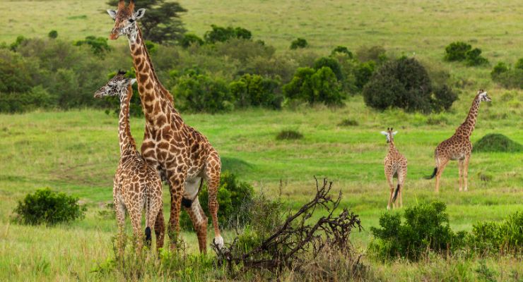 Day Three: Amboseli National Park 