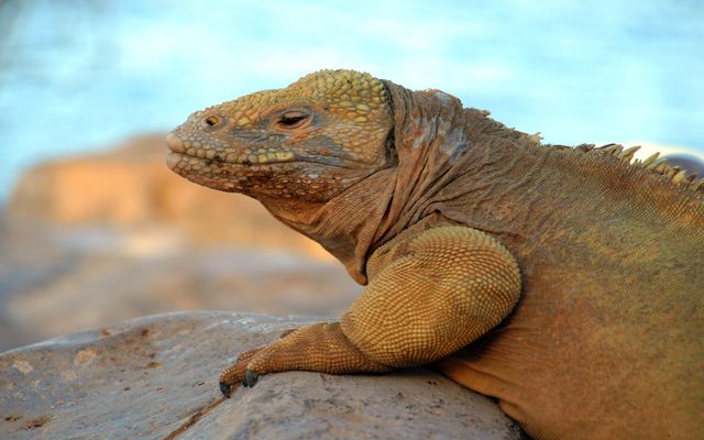 Galapagos Islands