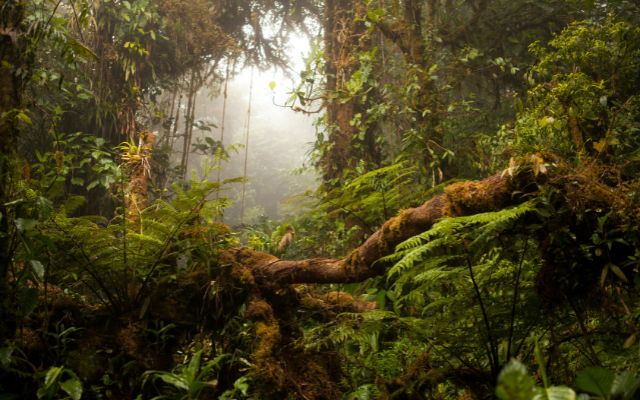 Monteverde Cloud Forest 