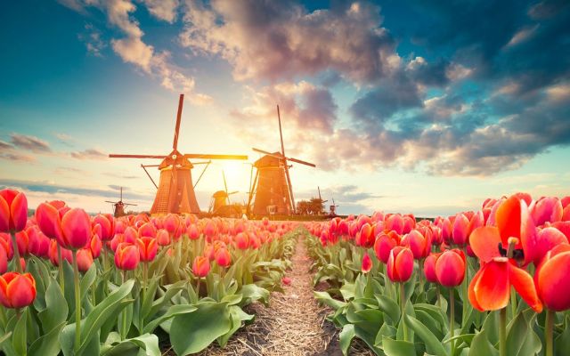 Bulbfields of Keukenhof Amsterdam