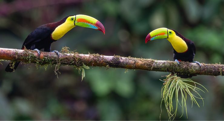 Day Eleven: Hike through the Monteverde Cloud Forest